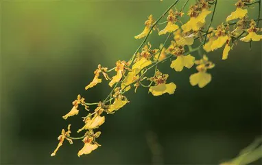 适合春节期间养殖的年宵花2