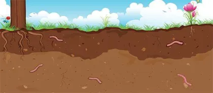 小小蚯蚓为何能被如此重视?1