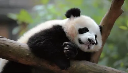 花花萌兰们是怎样成为顶流的?2