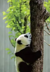 花花萌兰们是怎样成为顶流的?3