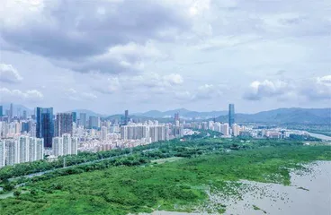 深圳湿地生长记
