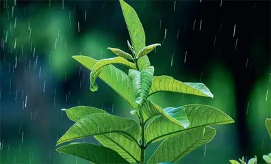 清明：在气清景明里调养身心