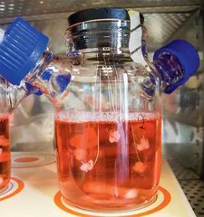 人类形态 “牙齿”在迷你猪体内培育成功1
