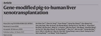 全球首例！中国团队成功实现基因编辑猪肝脏人体移植
