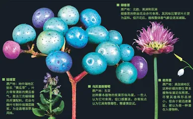 一盘彩色：好看，又好吃4