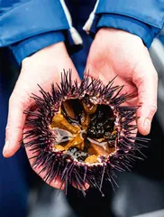 世界尽头的海鲜盛宴4