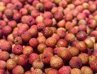 岭南荔枝48小时“鲜”到欧美
