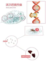 蚊子和人类究竟是谁赢了？5