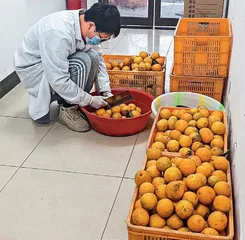 一颗柑橘的科技味道3