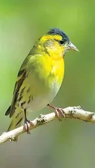 啼鸟清明1
