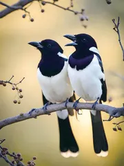 啼鸟清明2