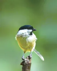 啼鸟清明3