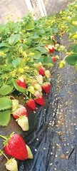 草莓外婆