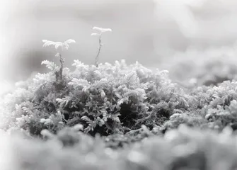 像青苔一样