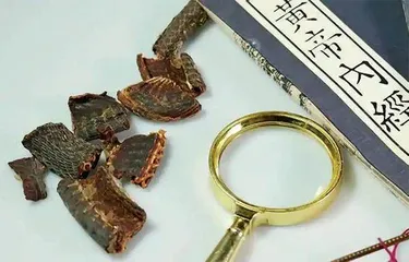蛇，让人爱恨交织3