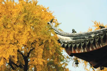 养生局，Young 得有一套7