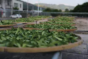 漳平水仙茶饼，乌龙茶中唯一的紧压茶1