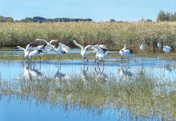 带你走进龙江湿地1