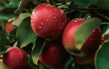 暖湿化影响下新疆的水果会更甜吗?1