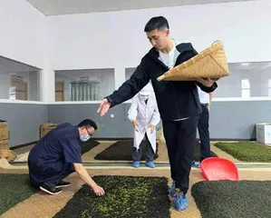 百喝不腻的歙县珠兰花茶1