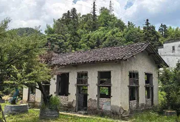 百喝不腻的歙县珠兰花茶2