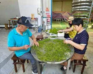 百喝不腻的歙县珠兰花茶3