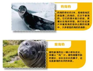 南乔治亚岛的惊喜4