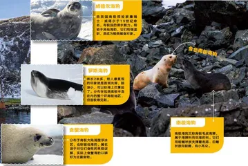 南乔治亚岛的惊喜5