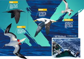 阿森松岛，一次被特许的巡航1