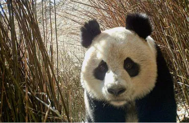 当猎人停止狩猎9
