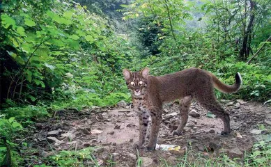 当猎人停止狩猎11