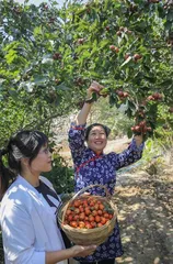 沂蒙革命老区到底在哪里?5