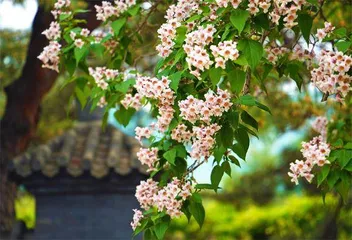 为何建在北京4