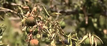 梅新育：高温干旱更有可能是暂时现象而非长期趋势