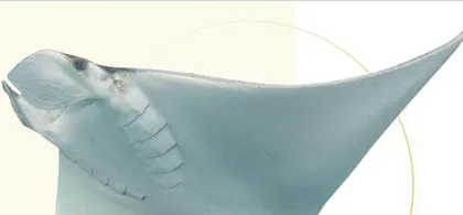 愈发温暖的海洋是第六次物种大灭绝的温床