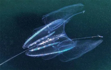 愈发温暖的海洋是第六次物种大灭绝的温床1