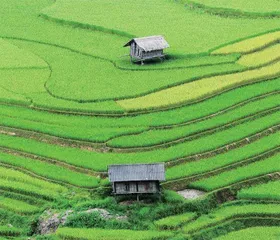 朱鹮保护40余载摆脱种群极度濒危状态