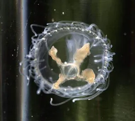 桃花水母频现京城水域