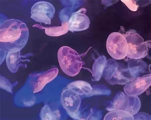 桃花水母频现京城水域1