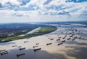 中国淡水鱼之王谢幕长江白鲟灭绝1