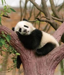 这么努力保护的大熊猫真的要走向灭绝了吗？