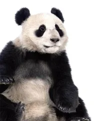这么努力保护的大熊猫真的要走向灭绝了吗?1