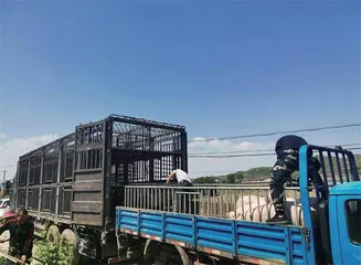 本土猪也濒临灭绝？