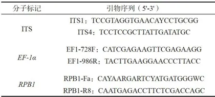湖南省玉竹叶斑病病原菌的分离鉴定1