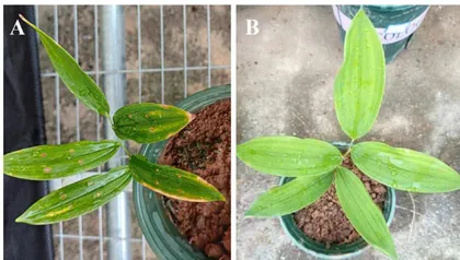 湖南省玉竹叶斑病病原菌的分离鉴定3