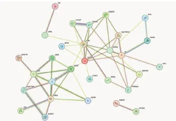 基于网络药理学探讨黄芪治疗对虾白斑综合征的作用机制2