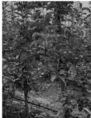 密植苹果园栽植密度影响因素分析