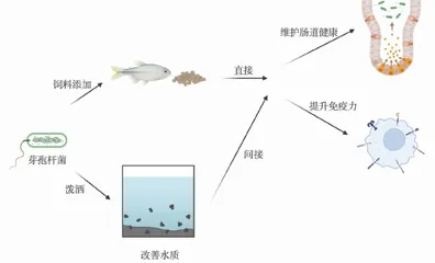 芽孢杆菌在提高水产动物抗病免疫中的应用