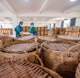 解密古法社前六堡茶3