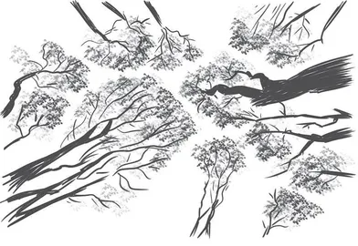 树冠羞避：树木间的神秘“社交距离”